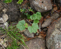 Ribes procumbens, photograph Oleg Kosterin, CC BY, iNaturalist via GBIF
