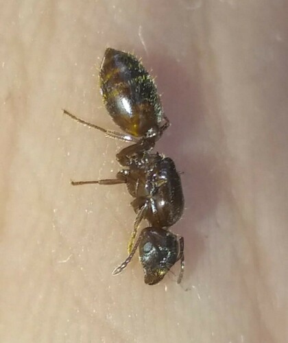 Crematogaster jehovaeCrematogaster jehovae
