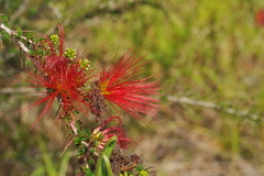 Calliandra haematomma colletioides