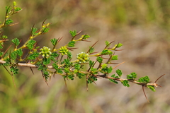 Calliandra haematomma colletioides