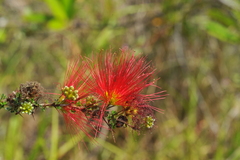 Calliandra haematomma colletioides