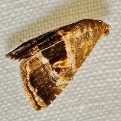 Tripudia rectangula