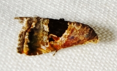 Tripudia rectangula