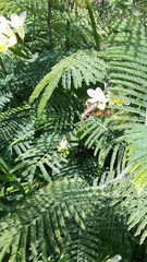 Macroglossum stellatarum