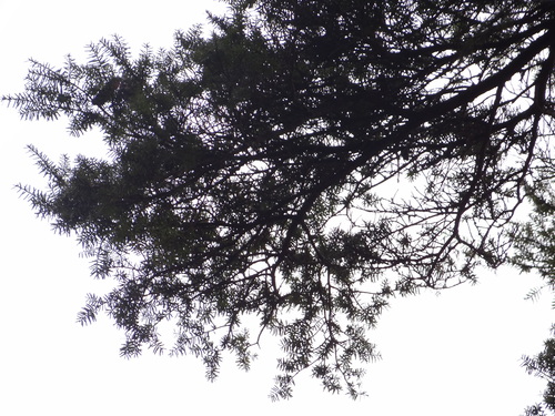 Image of Taxus mairei by (c) 呂一起(Lu i-chi), some rights reserved (CC BY)