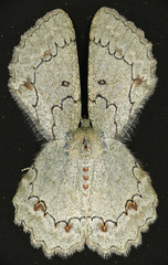 Pingasa cinerea