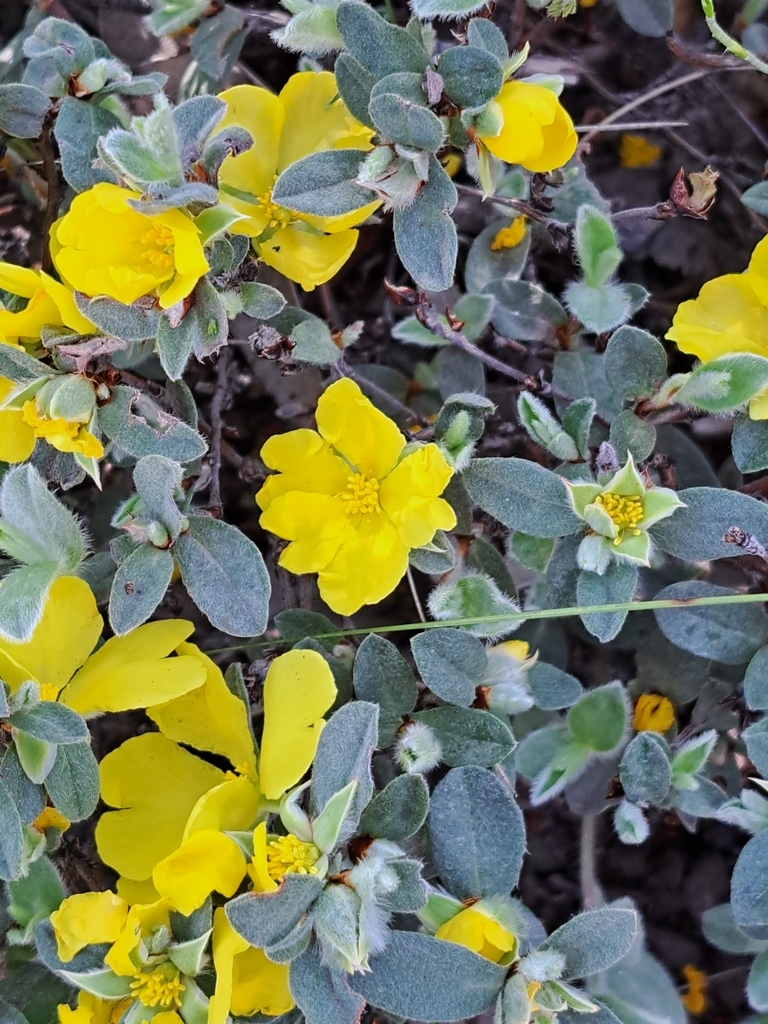 Hibbertia commutata