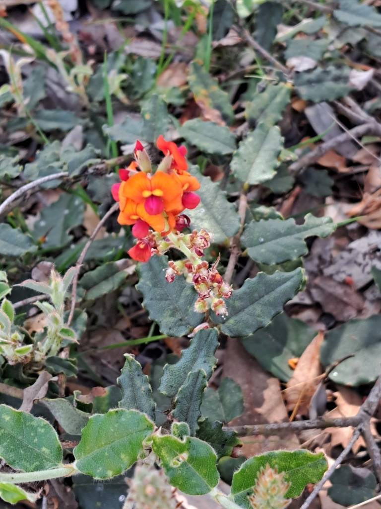 Crinkle-leaved Poison