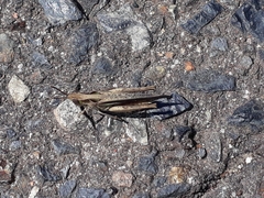 Aiolopus thalassinus dubius