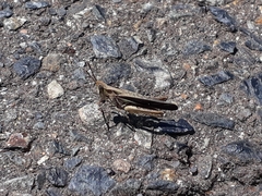 Aiolopus thalassinus dubius