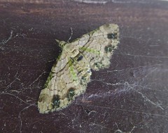 Chloroclystis sphragitis