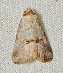 Hyperstrotia flaviguttata