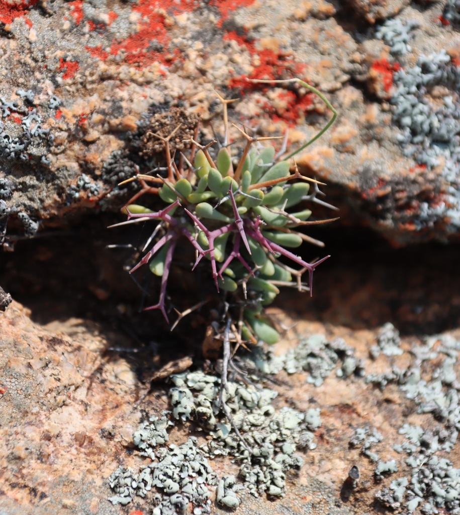 Othonna euphorbioides, Namakwa, ZA-NC, ZA