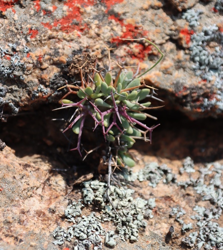 Image of Othonna euphorbioides by (c) Tony Rebelo, some rights reserved (CC BY-SA)