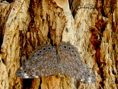 Hamadryas atlantis lelaps