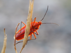 Dysdercus fuscomaculatus