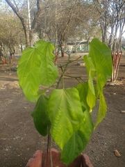 Pterygota alata