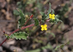Camissoniopsis intermedia
