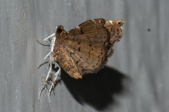 Musotiminae