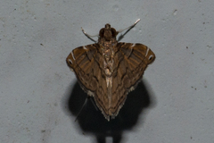 Musotiminae