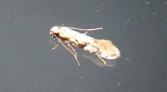 Crypsitricha mesotypa