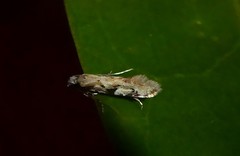 Crypsitricha mesotypa