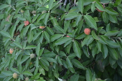 Cornus capitata