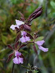 Encyclia phoenicea