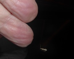 Crypsitricha mesotypa