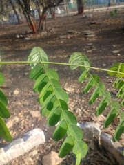 Adenanthera pavonina