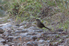Turdus flavipes