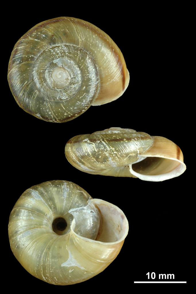 Chilostoma millieri