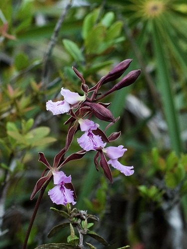 Encyclia phoenicea, photograph 2