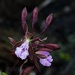 Encyclia phoenicea - Photo 由 Roberto Jovel 所上傳的 (c) Roberto Jovel，保留部份權利CC BY-NC