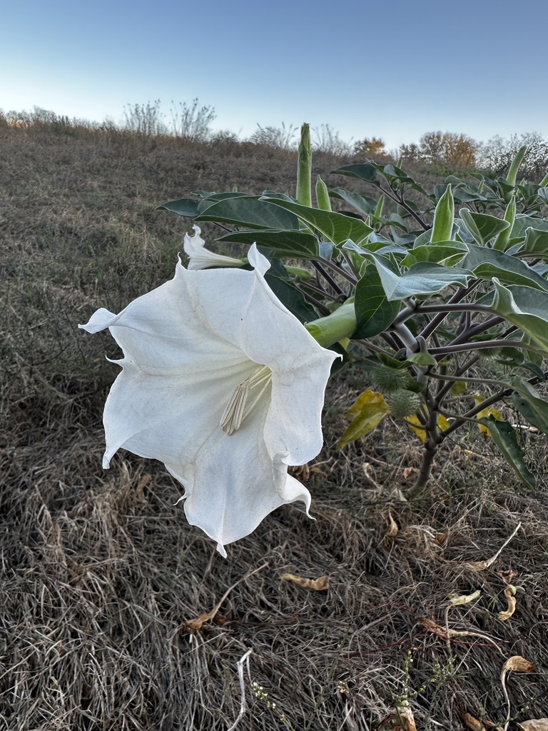 Sacred Datura from Panther Springs Park, San Antonio, TX, US on September 30, 2023 at 0800 AM