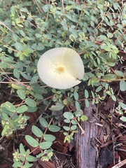 Leucocoprinus fragilissimus image