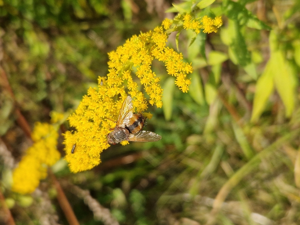 Tachina fera from 51009 Tartu, Eesti on September 30, 2023 at 04:02 PM ...