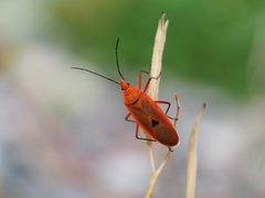 Dysdercus fuscomaculatus