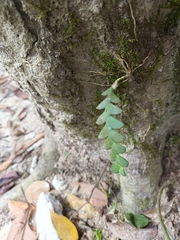 Dendrobium leonis