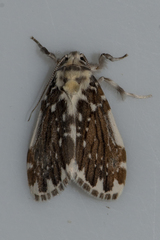 Pseudoadites frigida