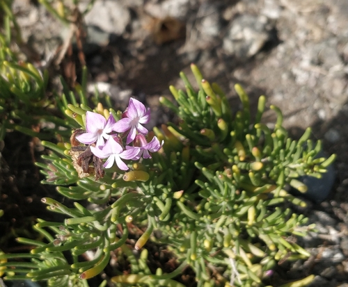Image of Campylanthus salsoloides by (c) Ben Jobson, some rights reserved (CC BY)