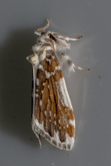 Pseudoadites frigida