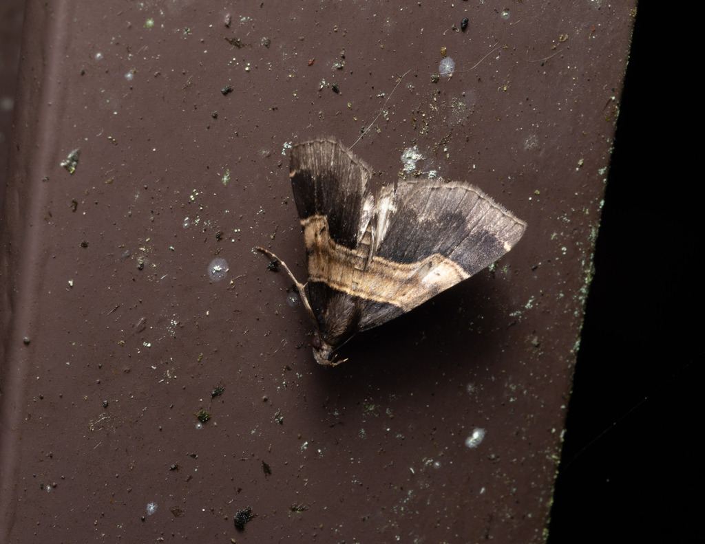 Bertula terminalis