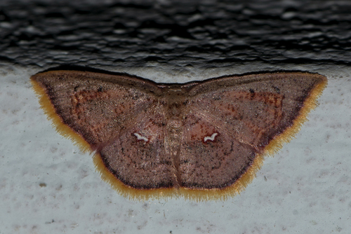 Chrysocraspeda sanguinea