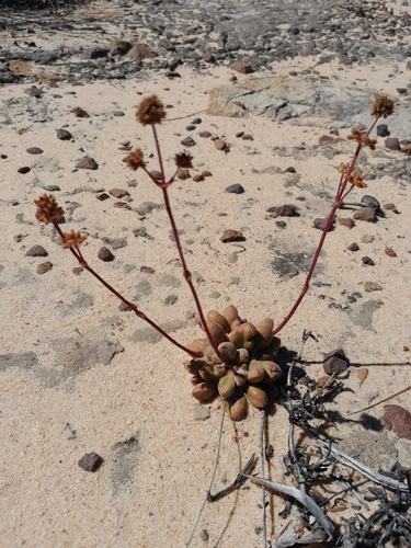 Crassula fragarioides