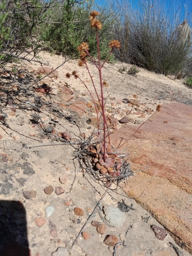 Crassula fragarioides