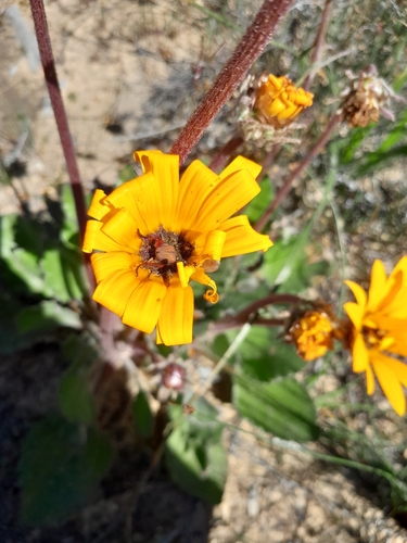 Image of Flat African Daisy (Arctotis acaulis) by (c) James Deacon, some rights reserved (CC BY-SA)