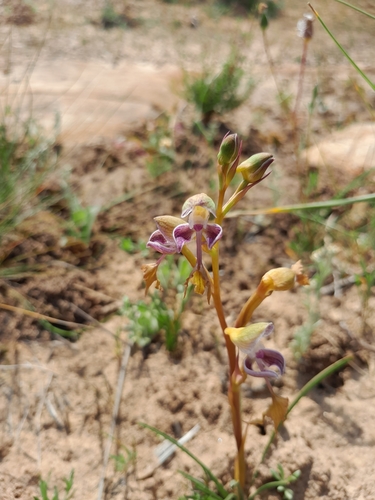 Begging Hand Disa (Disa spathulata)