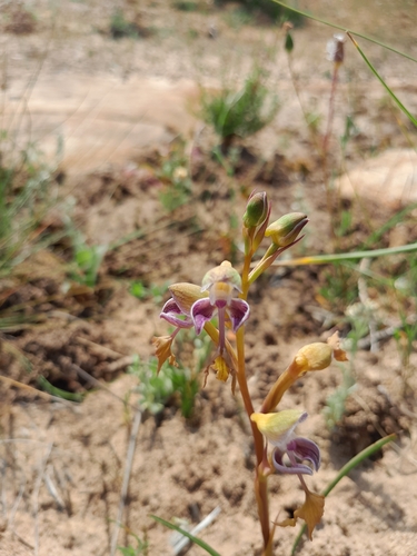 Image of Disa spathulata by (c) James Deacon, some rights reserved (CC BY-SA)