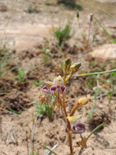 Image of Disa spathulata by (c) James Deacon, some rights reserved (CC BY-SA)